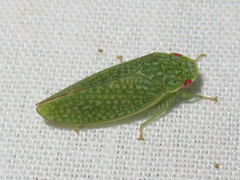 Rugosana querci