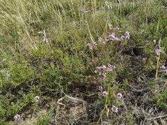Thymus pallasianus