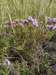 Thymus pallasianus