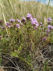 Thymus pallasianus