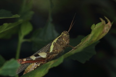 Xenocatantops humilis