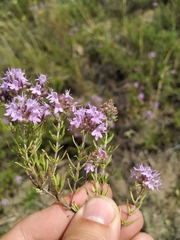 Thymus pallasianus