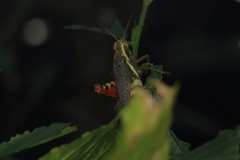 Xenocatantops humilis