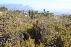 Seriphium cinereum