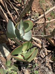 Cotyledon orbiculata oblonga