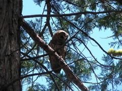 Strix occidentalis occidentalis