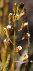 Eulophia lamellata