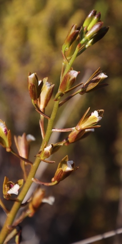 Image of Eulophia lamellata by (c) Tony Rebelo, some rights reserved (CC BY-SA)