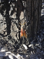 Urocerus californicus