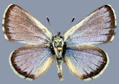 Euphilotes stanfordorum