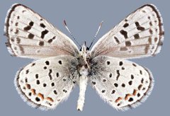 Euphilotes stanfordorum