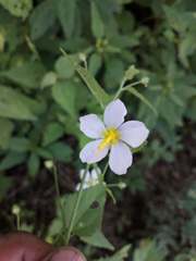 Kosteletzkya depressa