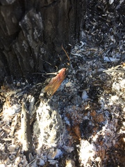 Urocerus californicus