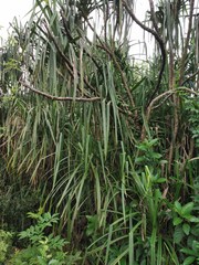 Pandanus furcatus