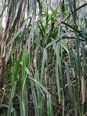 Pandanus furcatus