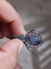 Triatoma mazzottii
