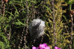 Palystes superciliosus