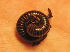 Tylobolus uncigerus
