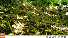 Crypturellus cinnamomeus