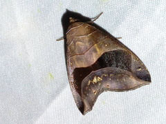 Bastilla