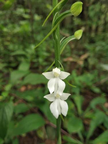 Plantain Orchid
