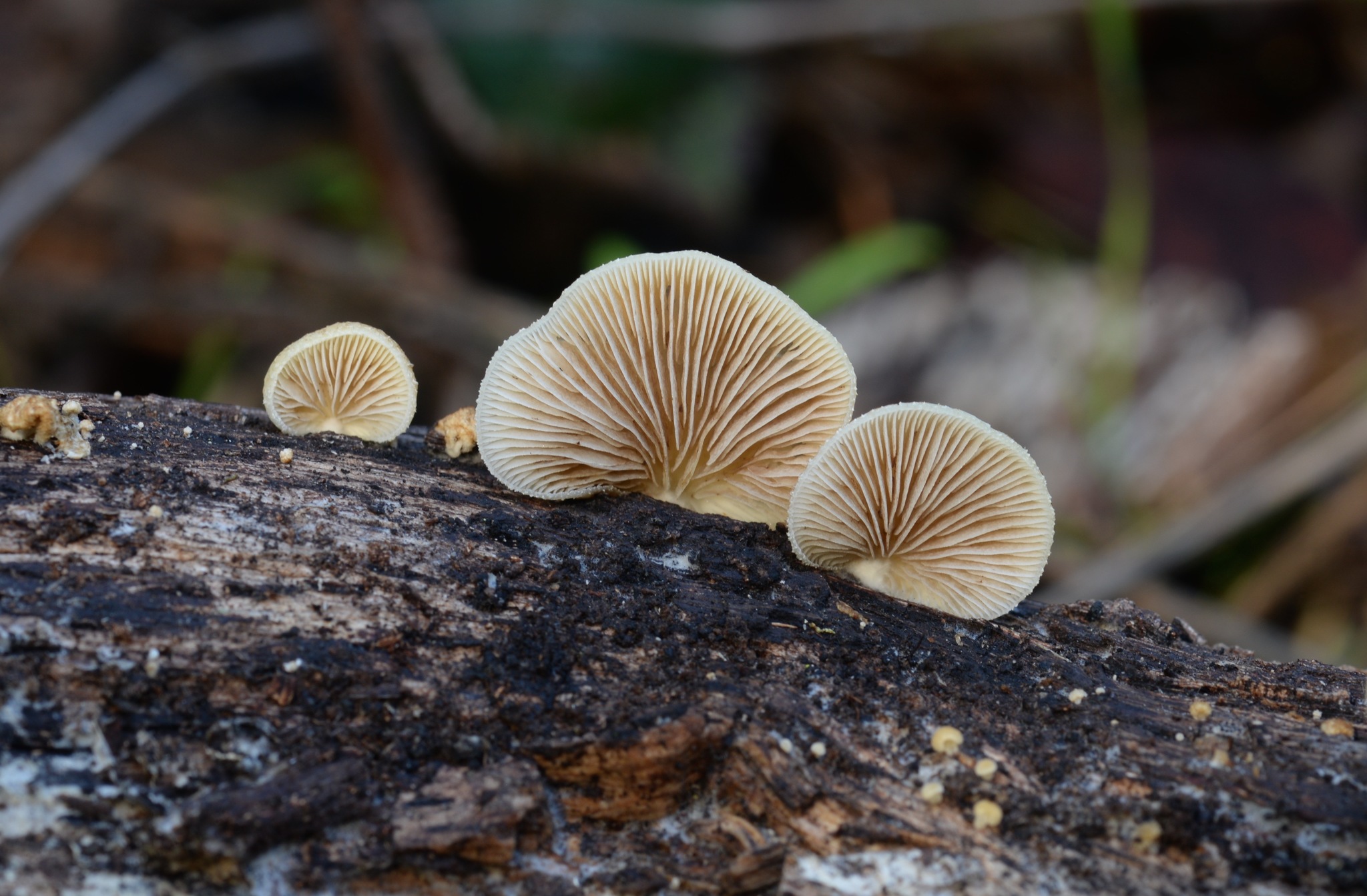 Crepidotus mollis image