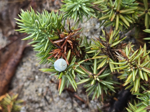 Temple Juniper (Juniperus rigida)
