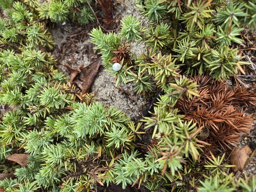 Juniperus rigida, photograph 4