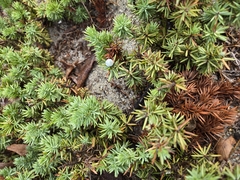 Juniperus rigida, photograph author not stated, no rights reserved
