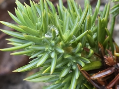 Juniperus rigida, photograph author not stated, no rights reserved