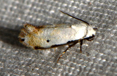 Mea skinnerella