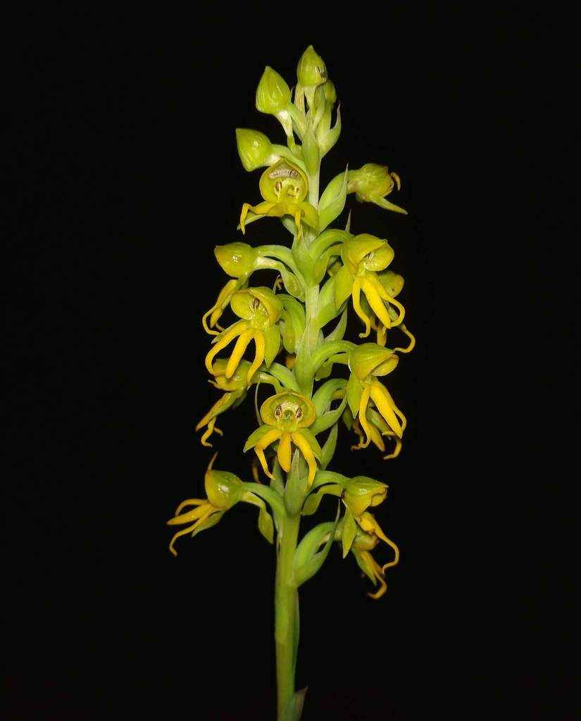 Habenaria marginata