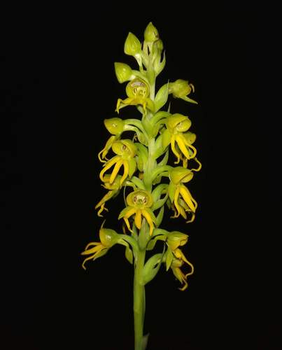 Marginata Orchid