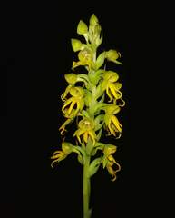 Habenaria marginata