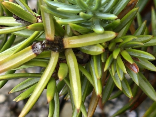 Juniperus rigida, photograph 6