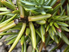 Juniperus rigida, photograph author not stated, no rights reserved