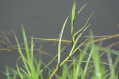 Pseudagrion salisburyense