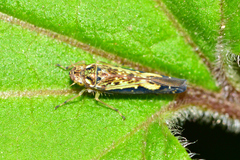 Sibovia civilis