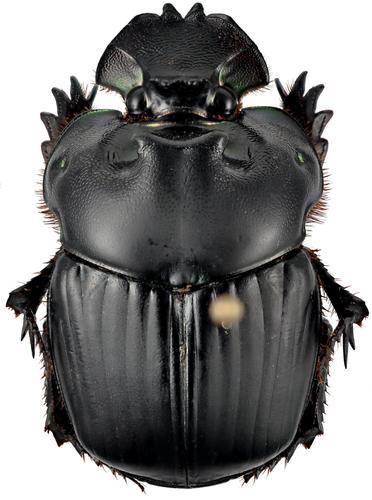 Coprophanaeus bonariensis 33mm 32mmM. ugandensis 60mm larva