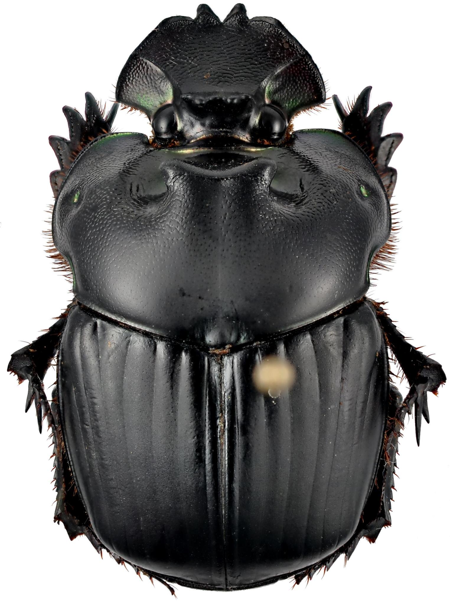 Genus Coprophanaeus · iNaturalist
