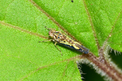 Sibovia civilis