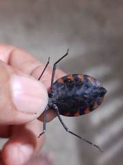 Triatoma mazzottii