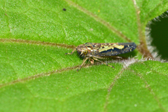 Sibovia civilis