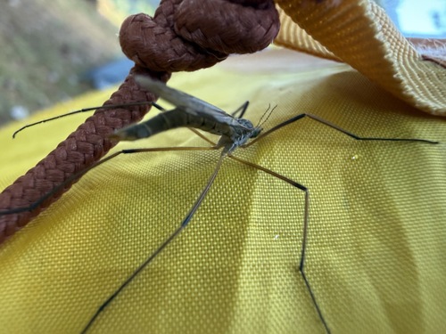 Unknown species found near Jackson County, WI, USA