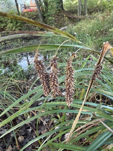 nodding sedge (Carex gynandra)