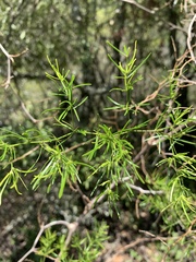 Asparagus angusticladus
