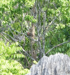 Nesoenas picturatus