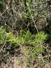 Asparagus angusticladus