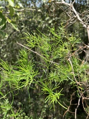 Asparagus angusticladus