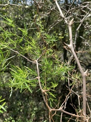 Asparagus angusticladus